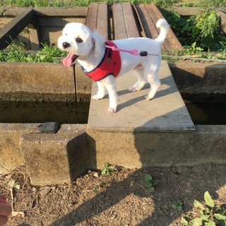 ビションの男の子4歳です！