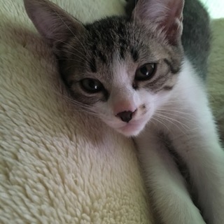 2カ月目の男の子の子猫ちゃん兄弟(兄)