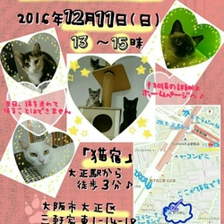 第１回 にゃんこ譲渡@nekoyado