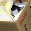 白黒猫里親募集