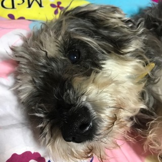 ミニチュアシュナウザー 6歳