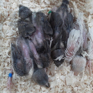 文鳥雛里親募集します