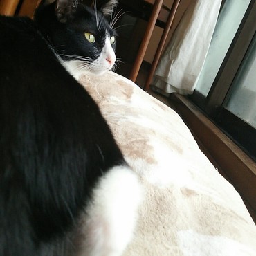 ホットカーペットに乗りながら、雪を観賞。