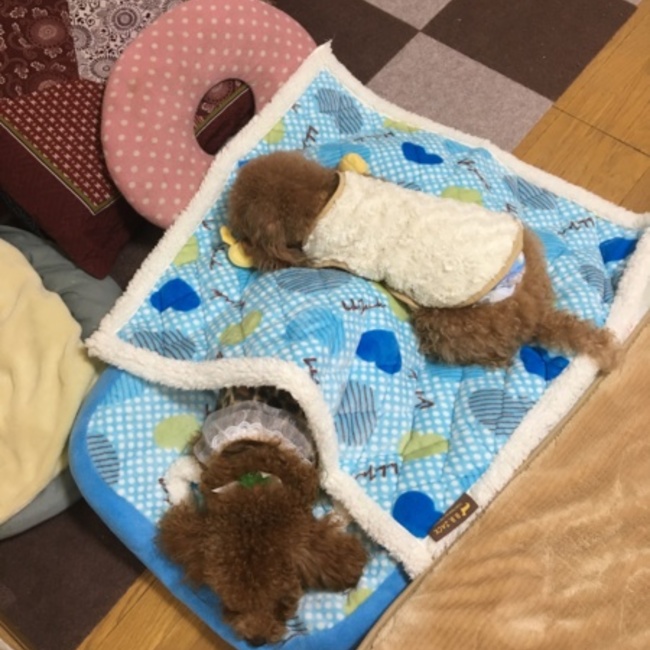きんもちのカバー写真