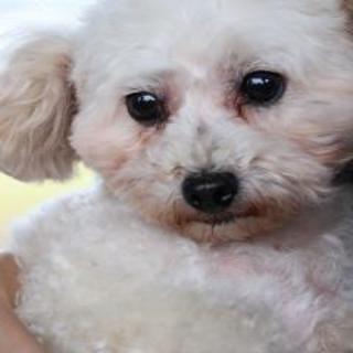 プードル　まるみちゃん