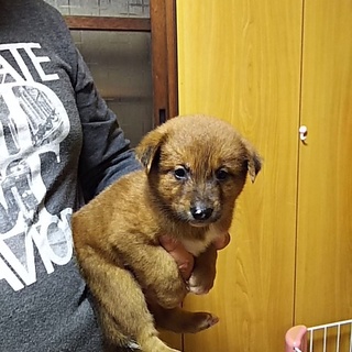 可愛い天使の様な仔犬を家族に迎えて下さい。