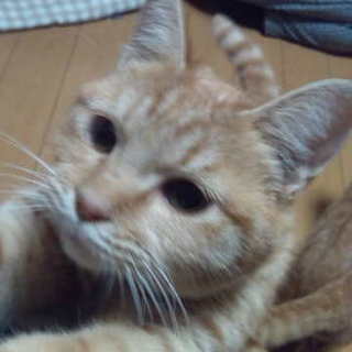 子猫の里親募集