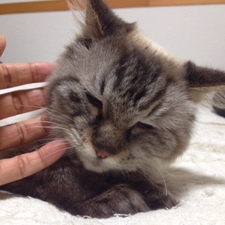 私はポンパドール。ポンポンって呼んでね！