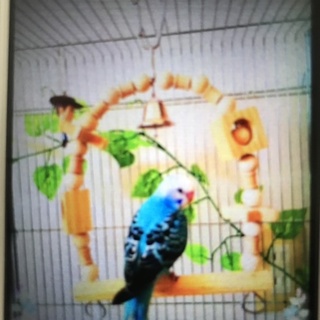 セキセイインコ★1歳♂