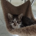 子猫の里親様を探しています。