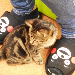 アメショミックス子猫