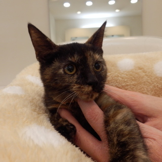 生後3カ月くらい♀