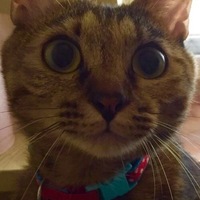 ラテ