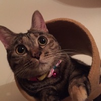 モカ