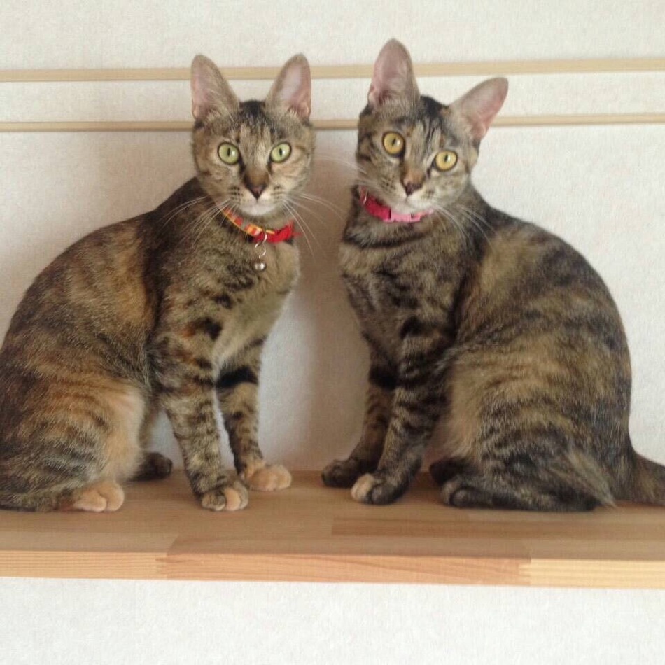 モカのカバー写真