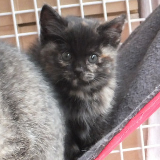 推定２か月ふわふわサビちゃん