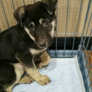 子犬ちゃんの家族を探しています