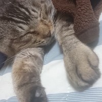 クロちゃん