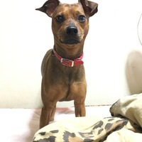 こつぶ