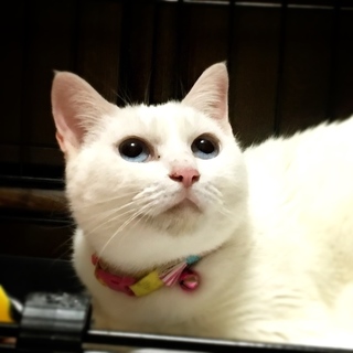 ブルーアイの白猫ちゃん✨