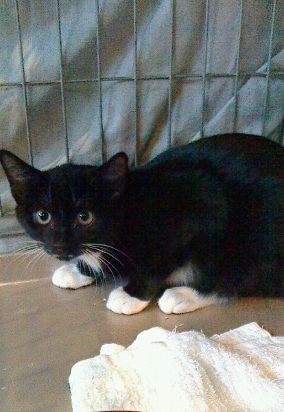 靴下猫♪個性的な模様のシ」東京都 - 猫の里親募集(137885 