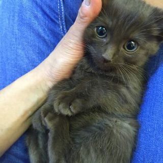 ねこさと保護猫　「ラズベリー」