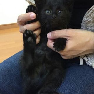 ねこさと保護猫　「クランベリー」