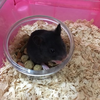 ベイビーゴルハム