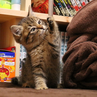 ありがとうございました