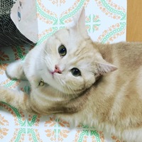 あめ