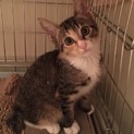 遊び好き甘えん坊キジ三毛のピンクちゃん