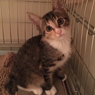 遊び好き甘えん坊キジ三毛のピンクちゃん