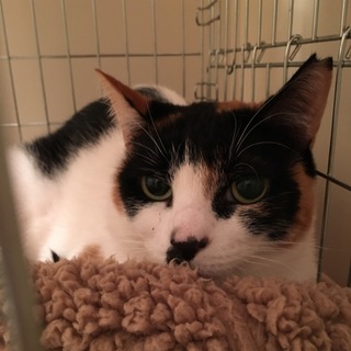 おとなしい置物系三毛ちゃん