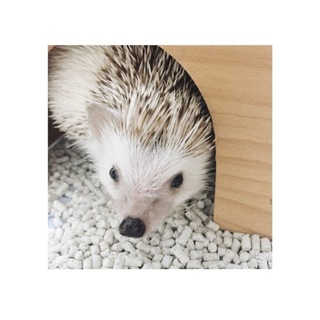 ハリネズミ(シナモン)女の子/兵庫神戸