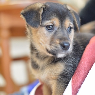 生後1か月☆子犬☆リリちゃん
