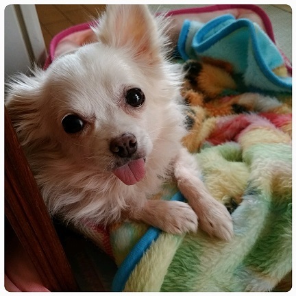 舌チロんの可愛いチワワ 岡山県 犬の里親募集 ペットのおうち 月間利用者150万人