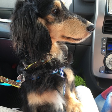 病院受診後のリド。