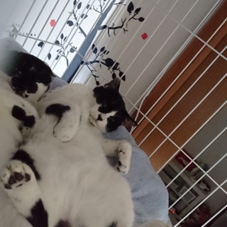 牛がらのオスとメスの兄弟です