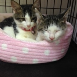 スカイツリー近く★ソラネコ譲渡会