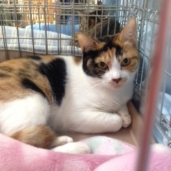 スカイツリー近く★ソラネコ譲渡会 サムネイル2