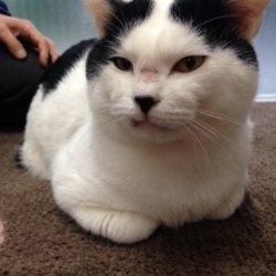 スカイツリー近く★ソラネコ譲渡会 サムネイル3