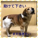 緊急 時間がありません。