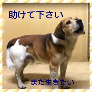 緊急 時間がありません。