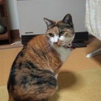 ミータン