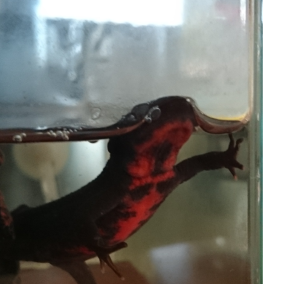 みるきーのカバー写真