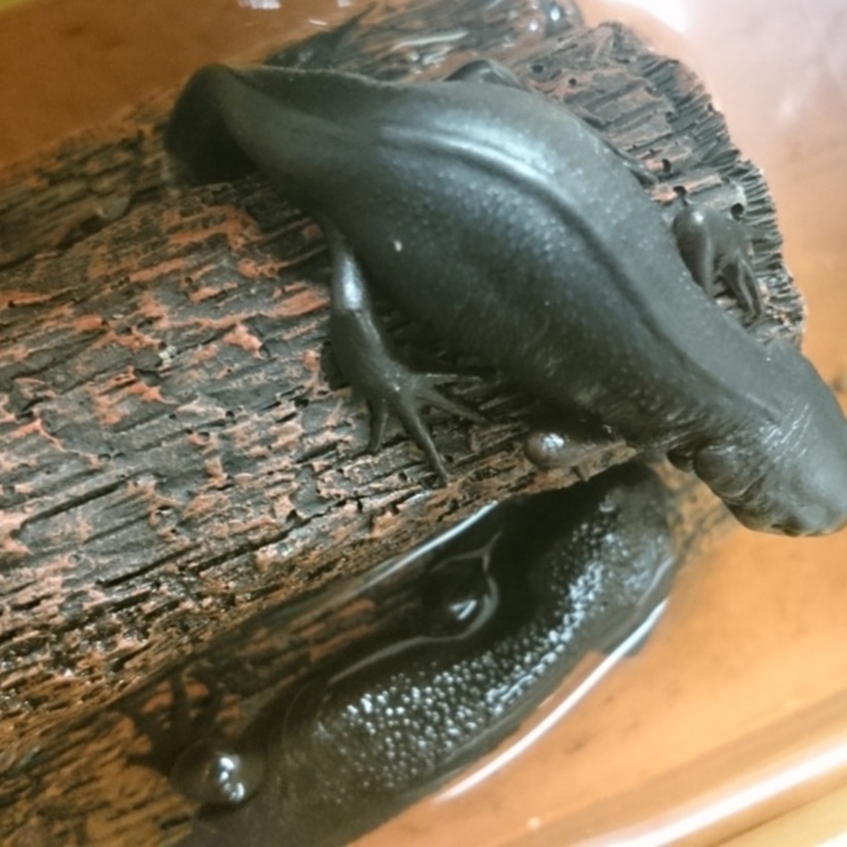 こころのカバー写真