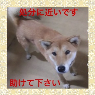 いつ処分されるかわかりません。時間がありません。