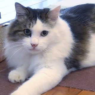 長毛系美猫☆ケナン君