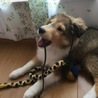 雨音
