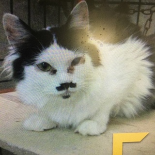 長毛のステキなニャンコです(^｡^)